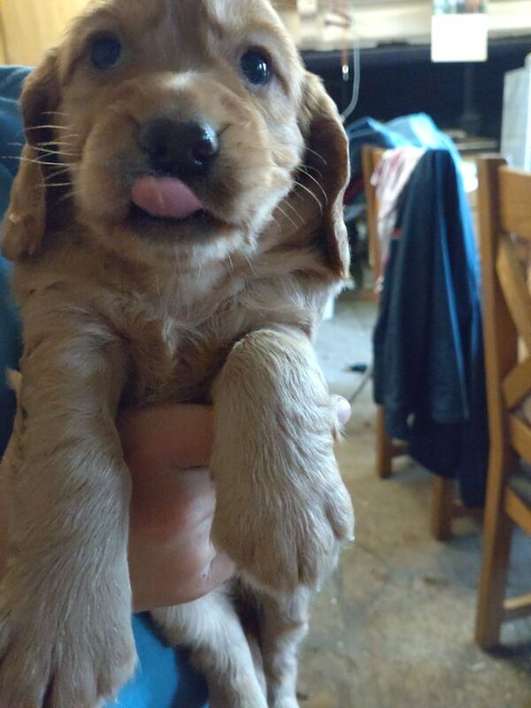 Cocker spaniel puppies for sale in Okehampton, Devon