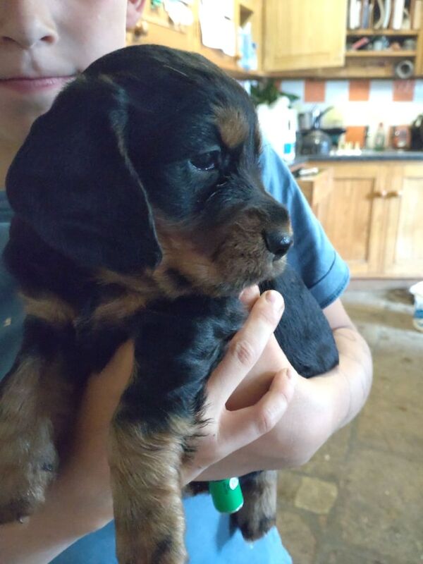 Cocker spaniel puppies for sale in Okehampton, Devon | Image 2