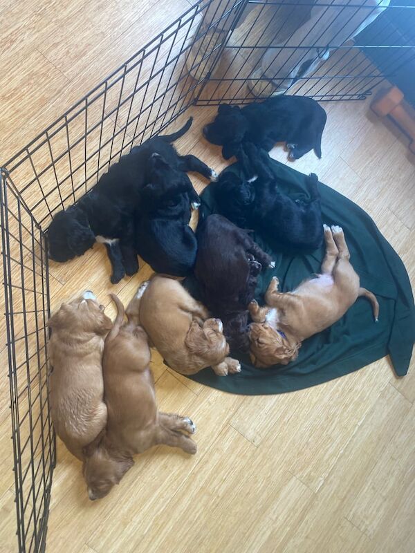 Cocker spaniel puppies for sale in Hook, Hampshire