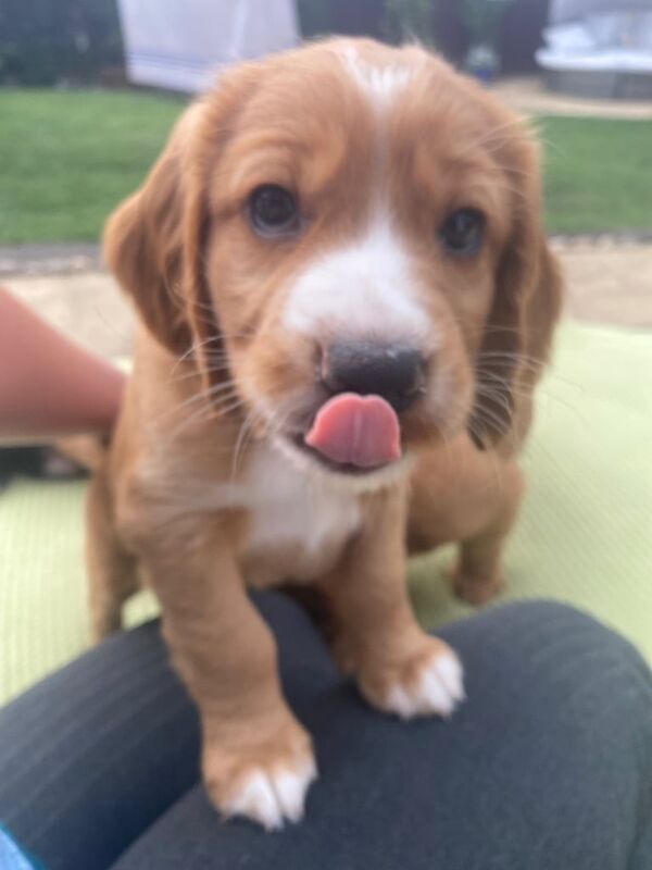 Cocker spaniel puppies for sale in Hook, Hampshire | Image 2