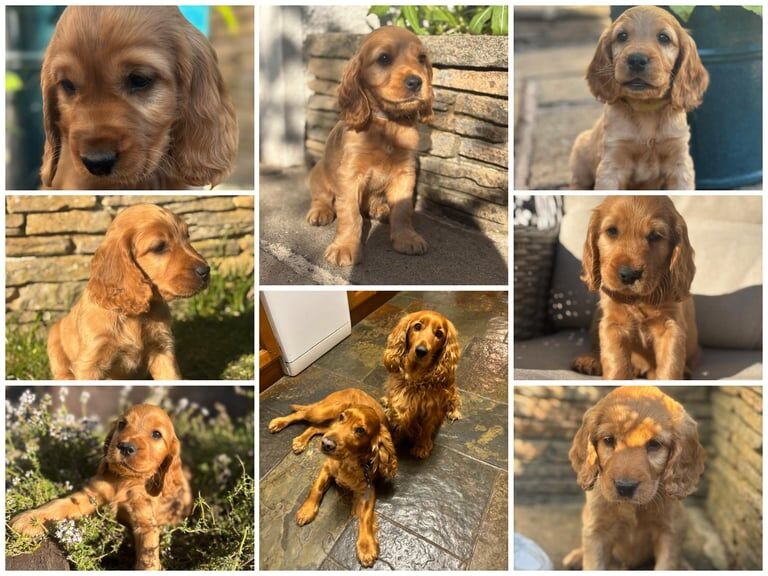 Cocker Spaniel puppies for sale in Fivemiletown, County Tyrone