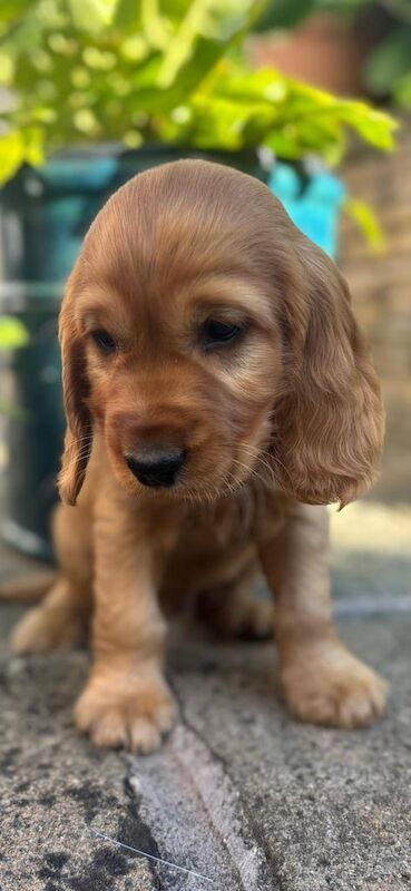 Cocker Spaniel puppies for sale in Fivemiletown, County Tyrone – 9 months old - Image 2 of 3