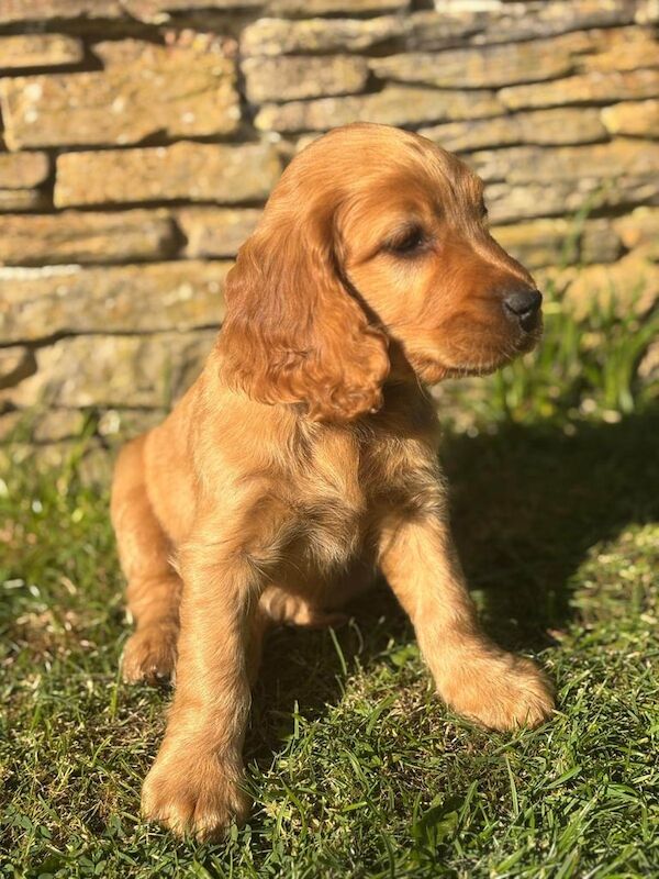 Cocker Spaniel puppies for sale in Fivemiletown, County Tyrone – 9 months old - Image 3 of 3