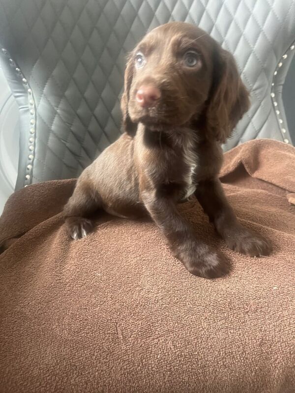 Cocker spaniel puppies for sale in Bishop Auckland, Durham