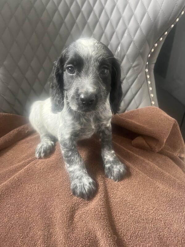Cocker spaniel puppies for sale in Bishop Auckland, Durham | Image 2
