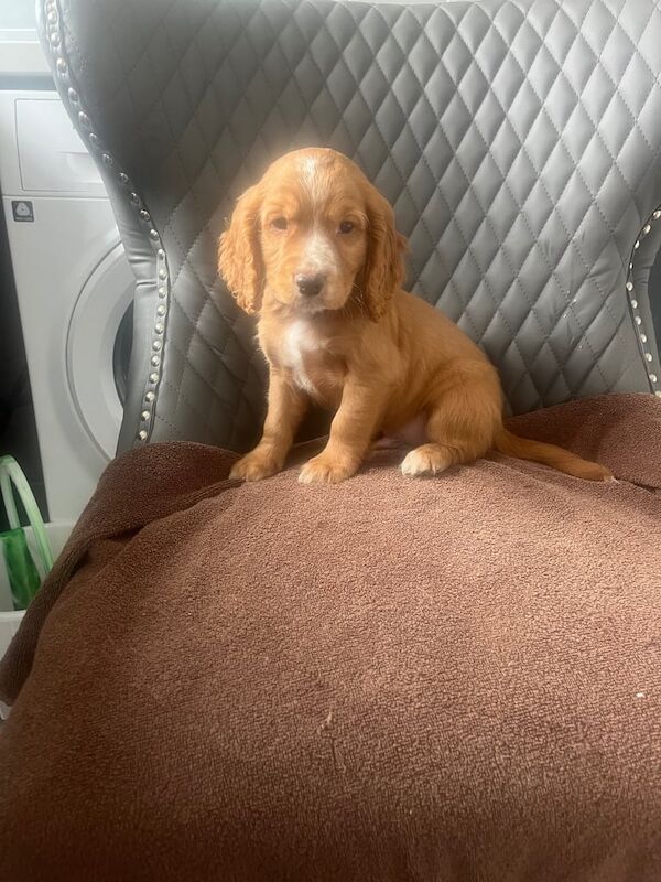 Cocker spaniel puppies for sale in Bishop Auckland, Durham | Image 3