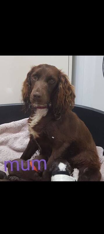 Cocker spaniel puppies for sale in Epsom, Surrey