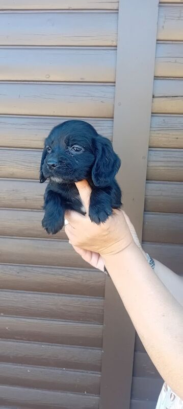 Cocker spaniel puppies - Image 2 of 3