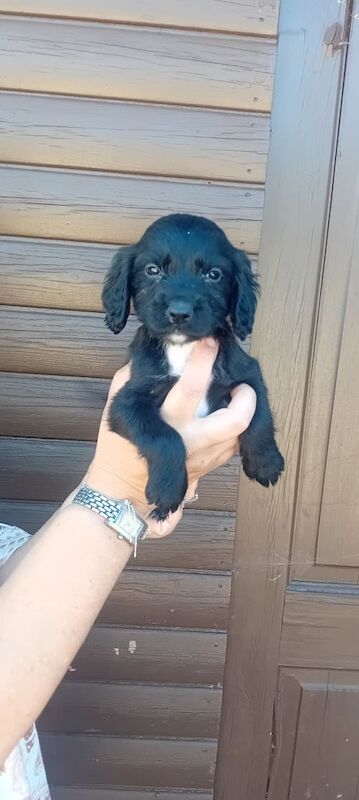 Cocker spaniel puppies - Image 3 of 3