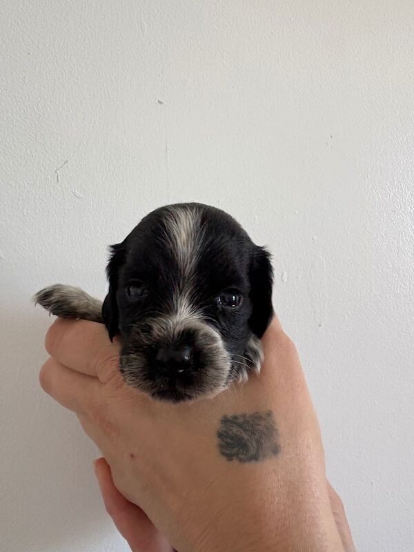 Cocker Spaniel Puppies for sale in Southsea, Hampshire
