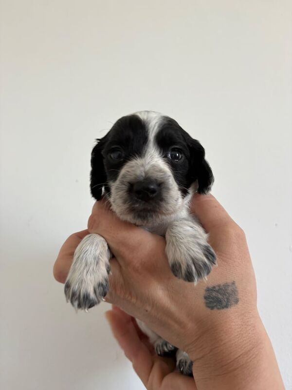 Cocker Spaniel puppies for sale in Southsea, Hampshire – 7 months old - Image 2 of 3
