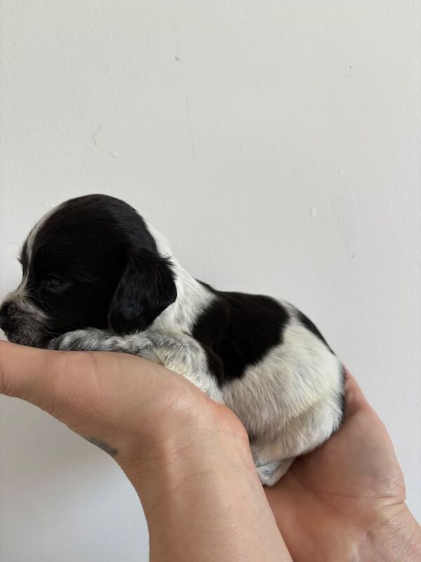 Cocker Spaniel puppies for sale in Southsea, Hampshire – 7 months old - Image 3 of 3
