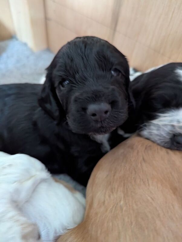 Cocker spaniel puppies for sale in Donaghadee, County Down
