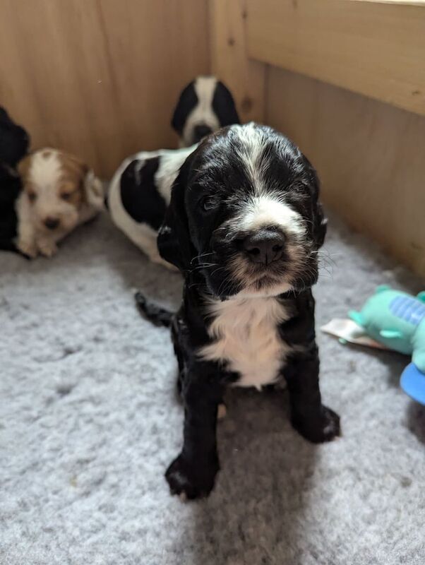 Cocker spaniel puppies for sale in Donaghadee, County Down | Image 3