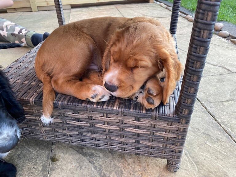 Cocker Spaniel Puppies for sale in Farnham, Surrey