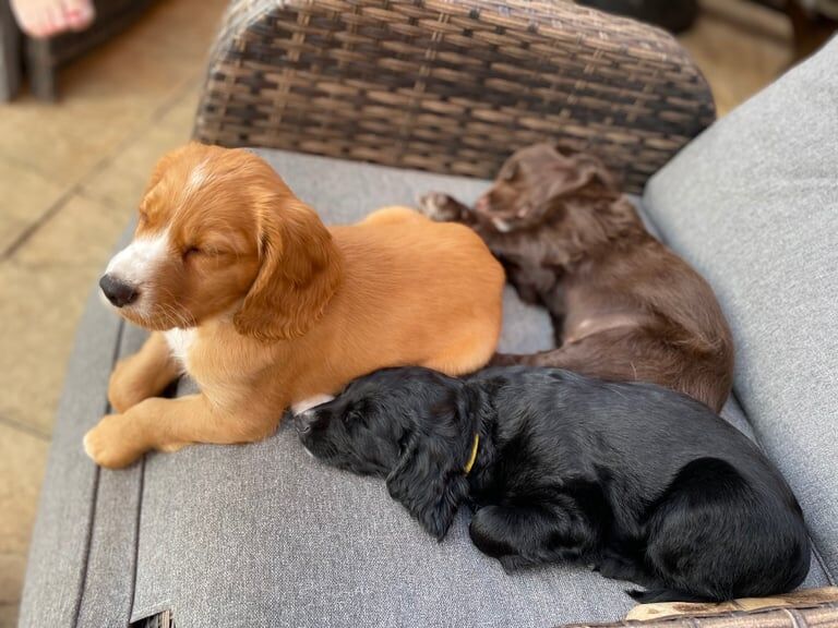Cocker Spaniel puppies for sale in Farnham, Surrey – 8 months old - Image 2 of 3