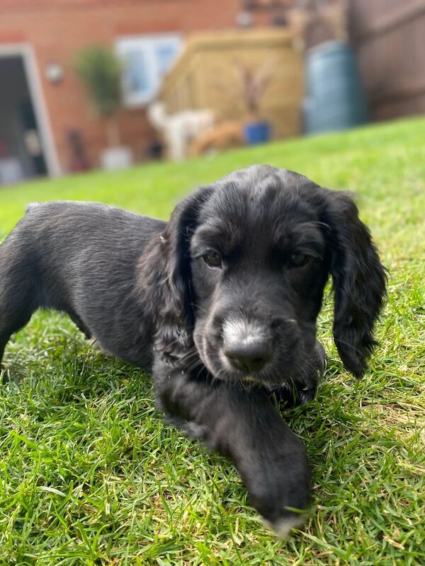 Cocker Spaniel puppies for sale in Farnham, Surrey – 8 months old - Image 3 of 3