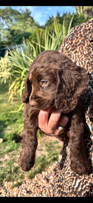 Cocker Spaniel puppies for sale in Arundel, West Sussex – 8 months old - Image 2 of 3