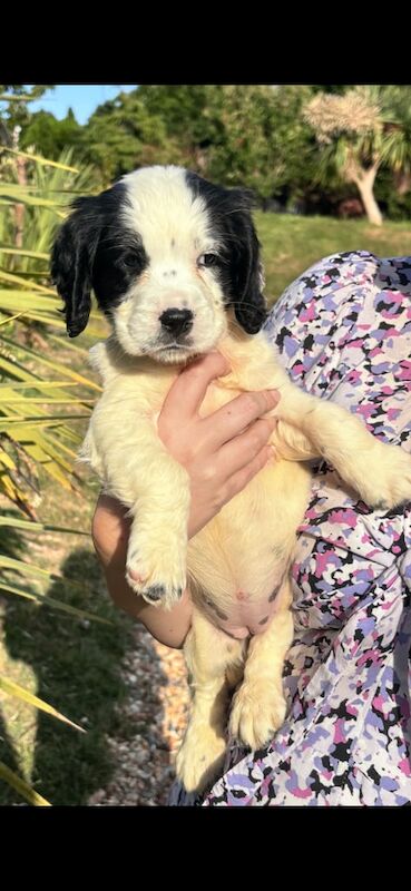 Cocker Spaniel puppies for sale in Arundel, West Sussex – 8 months old - Image 3 of 3