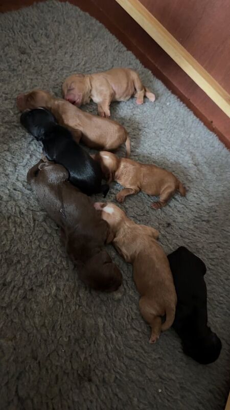 Cocker Spaniel Puppies for sale in Kinross, Perth and Kinross