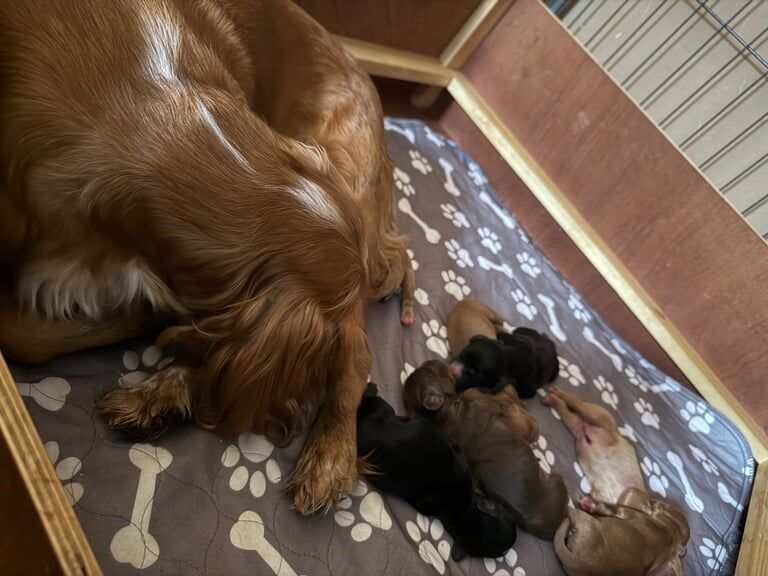 Cocker Spaniel puppies for sale in Kinross, Perth and Kinross – 7 months old - Image 2 of 3
