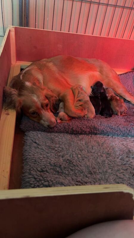 Cocker Spaniel puppies for sale in Kinross, Perth and Kinross – 7 months old - Image 3 of 3