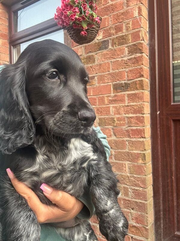 Cocker spaniel puppies for sale in Bangor, County Down