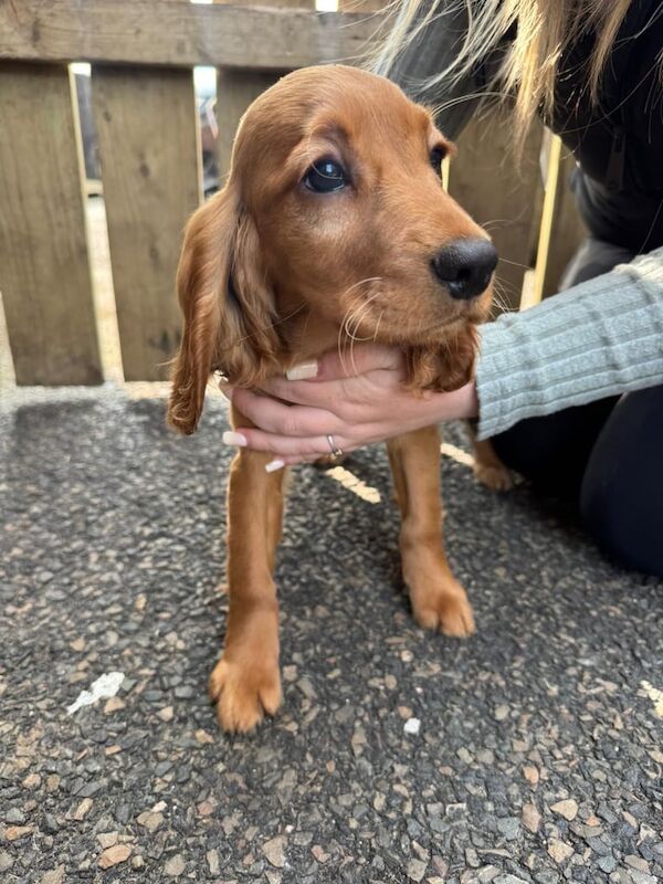 Cocker spaniel puppies for sale in Bangor, County Down - Image 2
