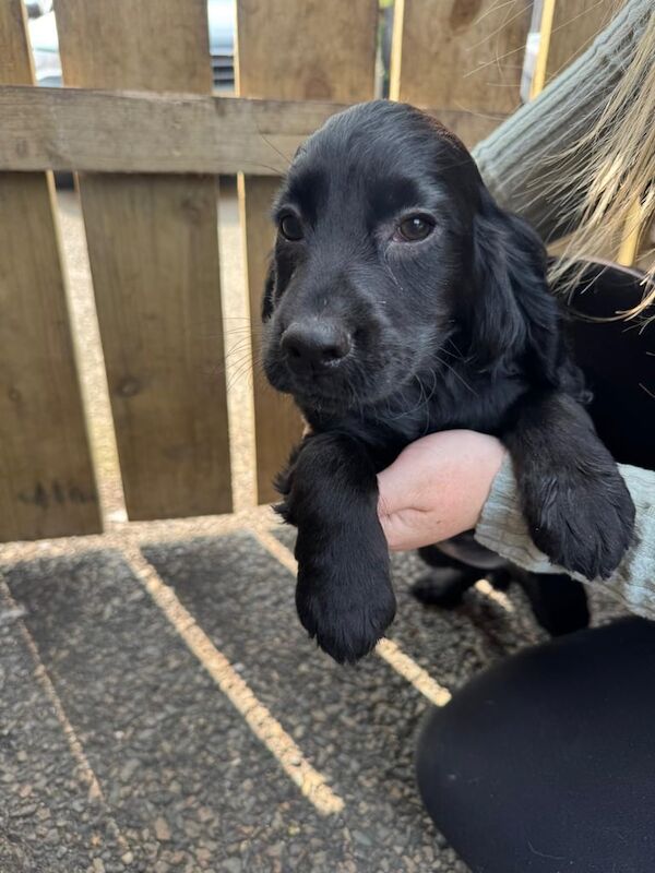Cocker spaniel puppies for sale in Bangor, County Down | Image 3