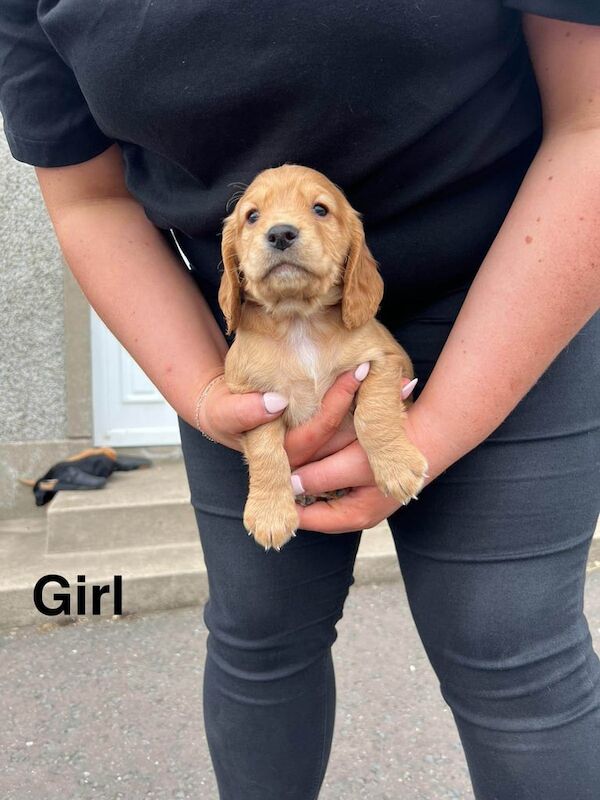 Cocker spaniel puppies - Image 2 of 3