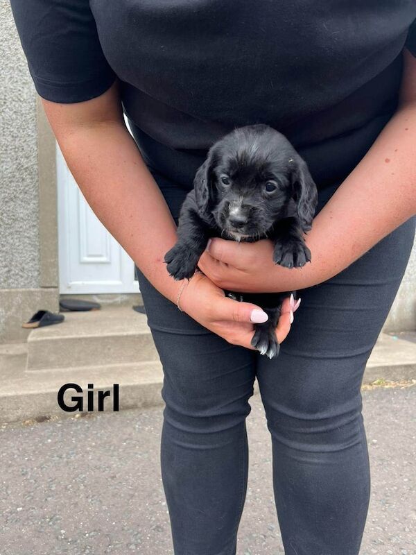 Cocker spaniel puppies - Image 3 of 3