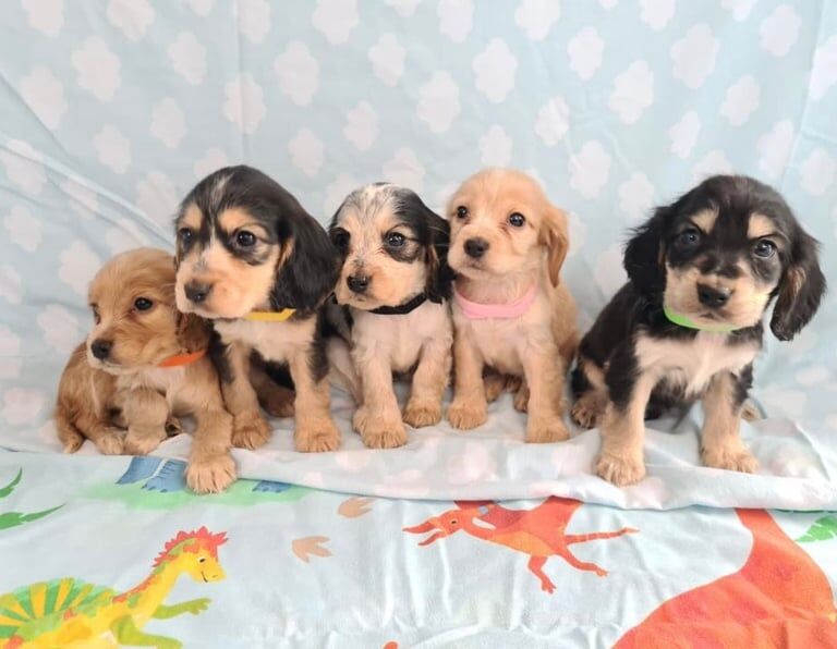 Cocker spaniel puppies for sale in Southampton, Hampshire