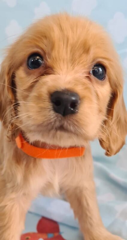 Cocker spaniel puppies - Image 2 of 3