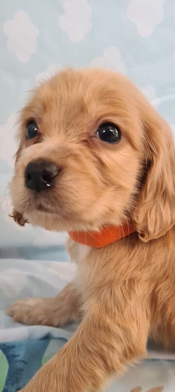 Cocker spaniel puppies - Image 3 of 3