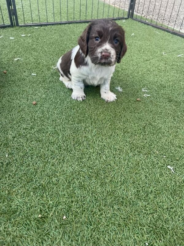 Cocker spaniel puppies for sale in Spennymoor, Durham
