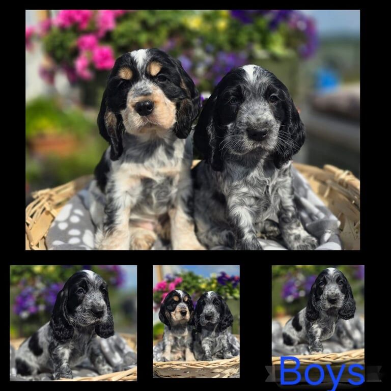 Cocker Spaniel Puppies for sale in Banbridge, County Down