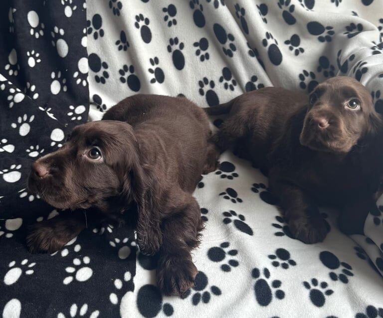 Cocker Spaniel puppies for sale in Macduff, Banffshire – 7 months old - Image 2 of 3