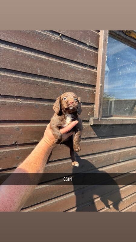 Cocker Spaniel puppies for sale in Guisborough, North Yorkshire – 6 weeks old