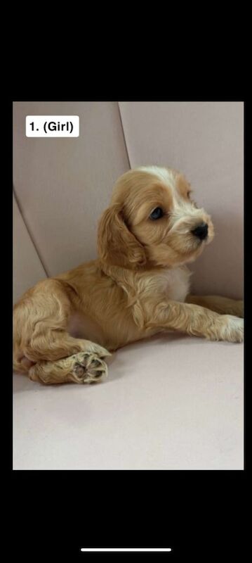 Cocker Spaniel puppies for sale in Draperstown, County Londonderry – 7 weeks old