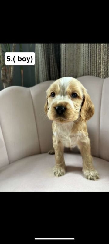 Cocker Spaniel puppies for sale in Draperstown, County Londonderry – 8 weeks old - Image 2 of 3