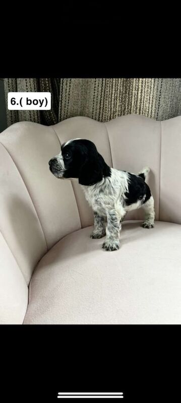 Cocker Spaniel puppies for sale in Draperstown, County Londonderry – 8 weeks old - Image 3 of 3
