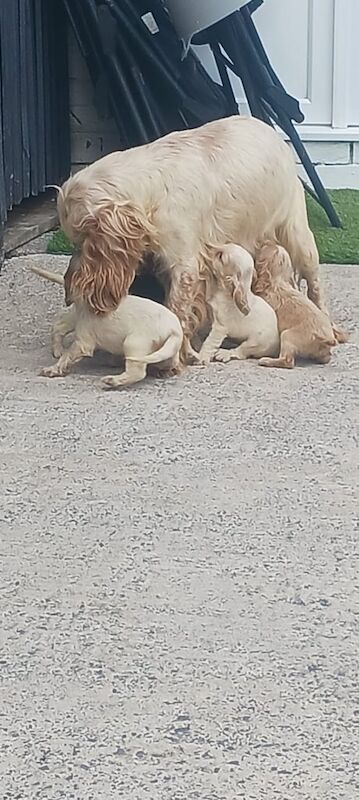 Cocker Spaniel puppies for sale in Llanelli, Dyfed – 8 weeks old