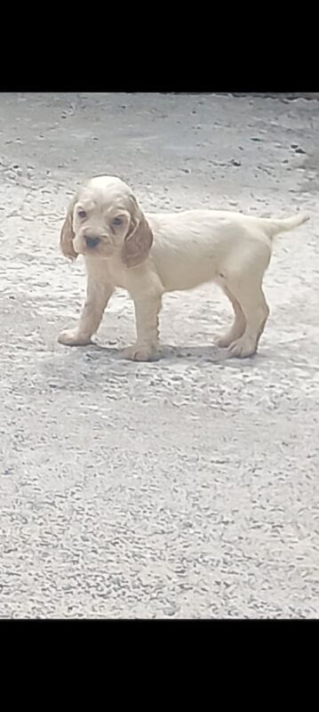 Cocker Spaniel puppies for sale in Llanelli, Dyfed – 11 weeks old - Image 2 of 3