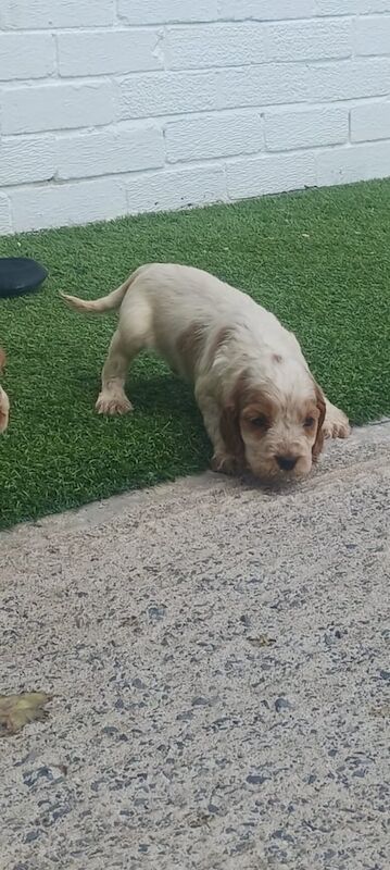 Cocker Spaniel puppies for sale in Llanelli, Dyfed – 11 weeks old - Image 3 of 3