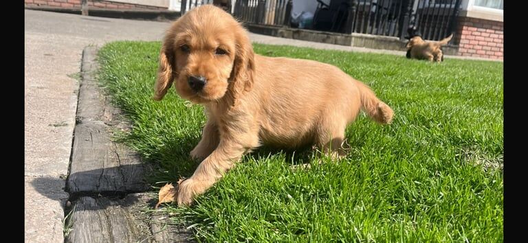 Cocker Spaniel puppies for sale in Dungannon, County Tyrone – 8 weeks old