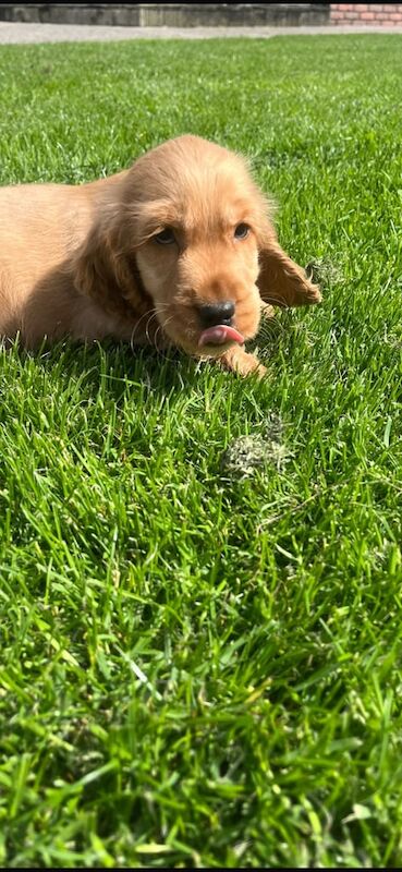 Cocker Spaniel puppies for sale in Dungannon, County Tyrone – 12 weeks old - Image 2 of 3