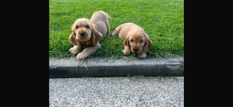 Cocker Spaniel puppies for sale in Dungannon, County Tyrone – 12 weeks old - Image 3 of 3