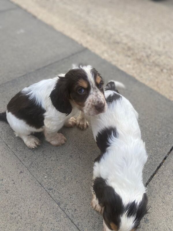 Cocker Spaniel puppies for sale in Luton, Bedfordshire – 7 weeks old