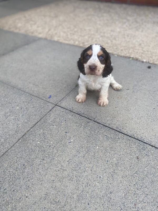 Cocker Spaniel puppies for sale in Luton, Bedfordshire – 10 weeks old - Image 2 of 3