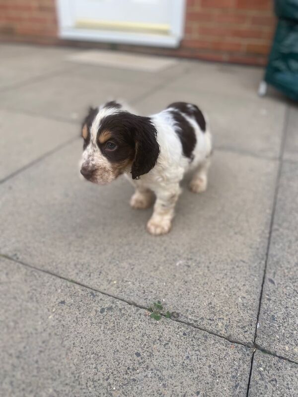 Cocker Spaniel puppies for sale in Luton, Bedfordshire – 10 weeks old - Image 3 of 3